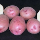 Krumpir od jorgovane magle: opis sorte, fotografija